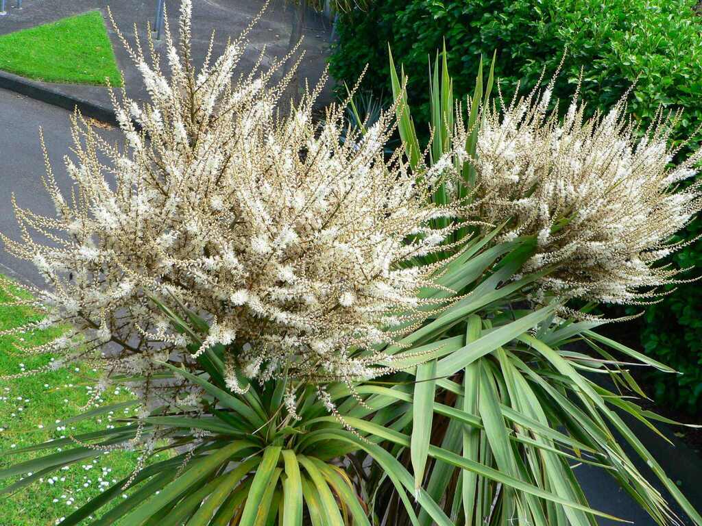 New Zealand Cabbage Tree reference