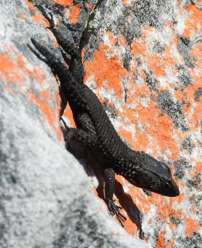 Black Girdled Lizard reference