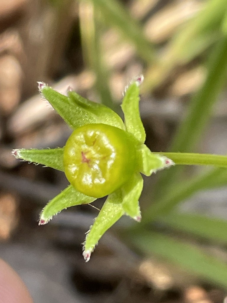 Lance-leaved Coreopsis reference