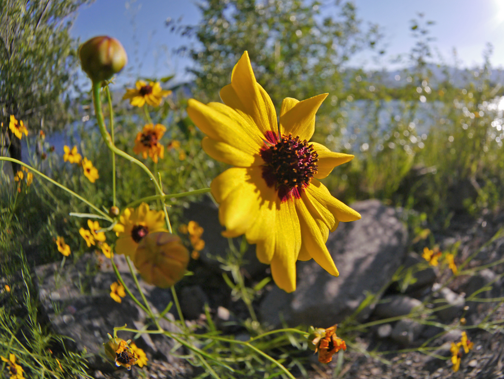 Plains Coreopsis reference