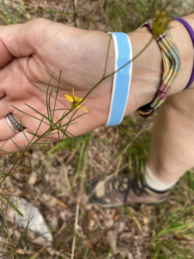 Anacis Verticillata reference