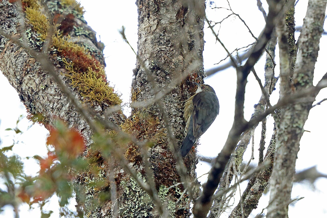 Papuan Treecreeper reference