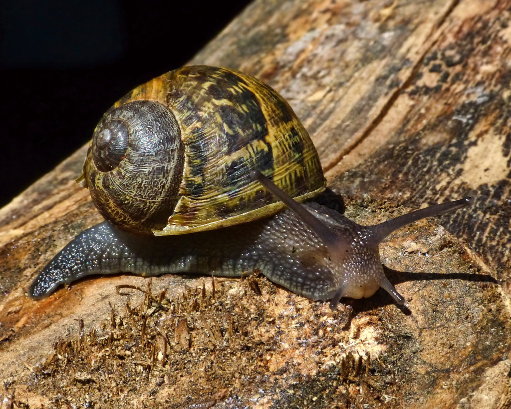 Garden Snail reference