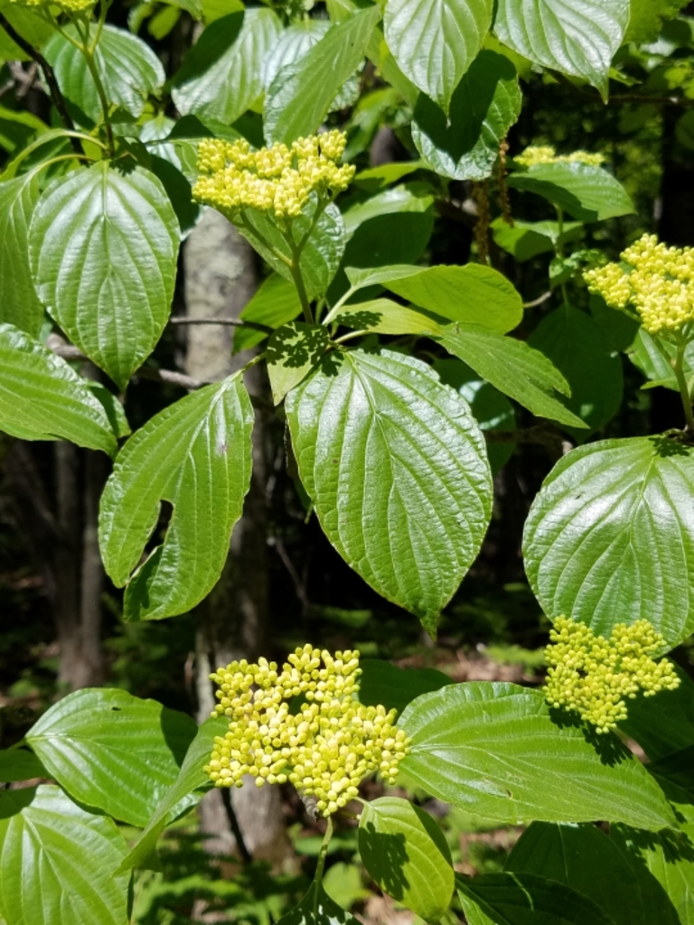 Alternate-leaved Dogwood reference