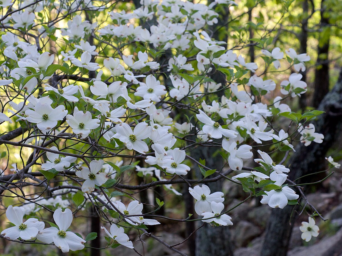 Flowering Dogwood reference
