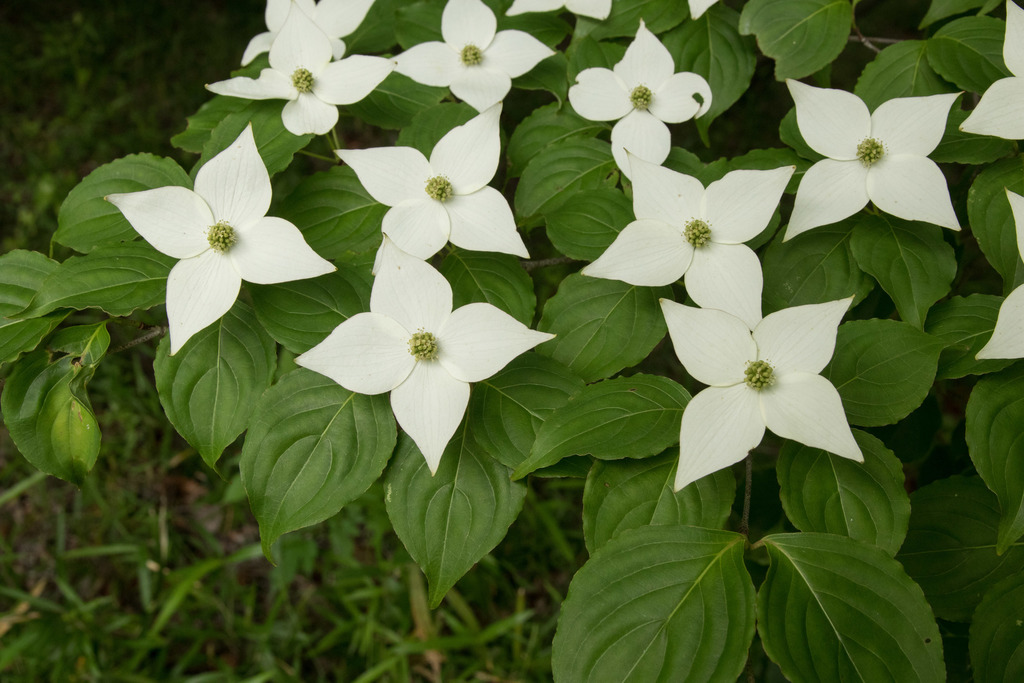 kousa dogwood reference