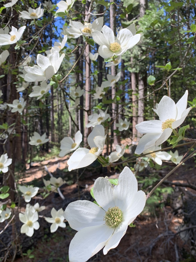 Pacific Dogwood reference