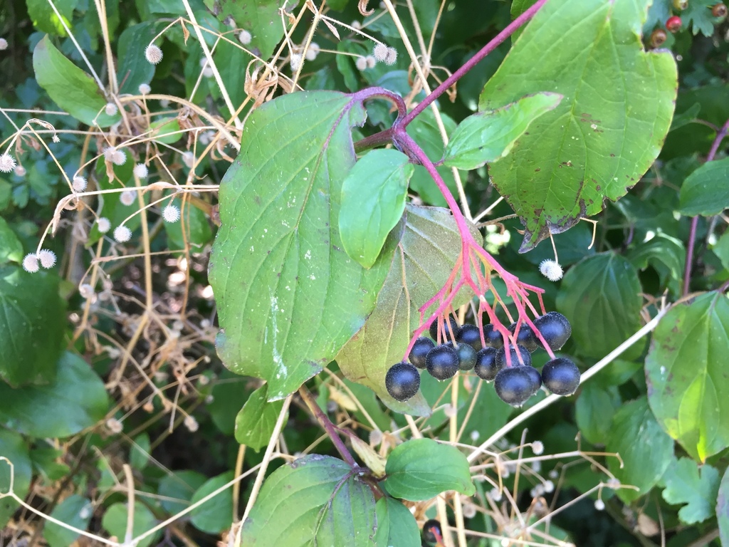 common dogwood reference