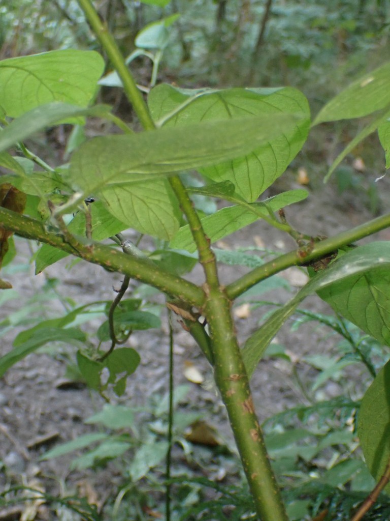 Cornus sericea reference