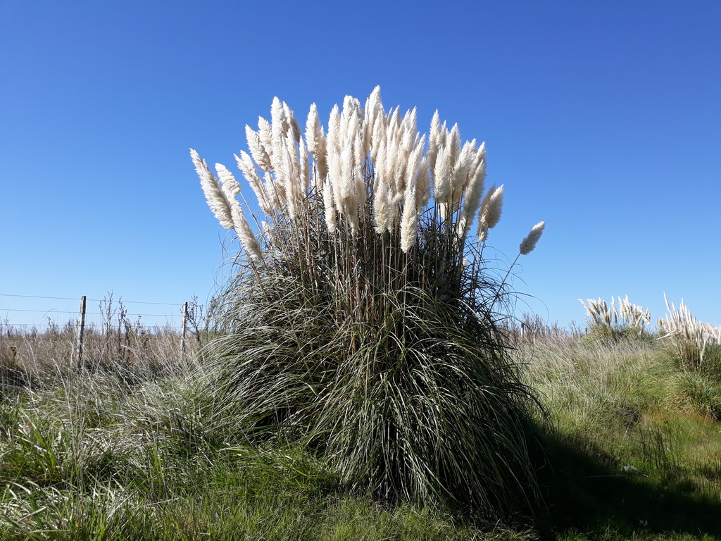 Pampas Grass reference