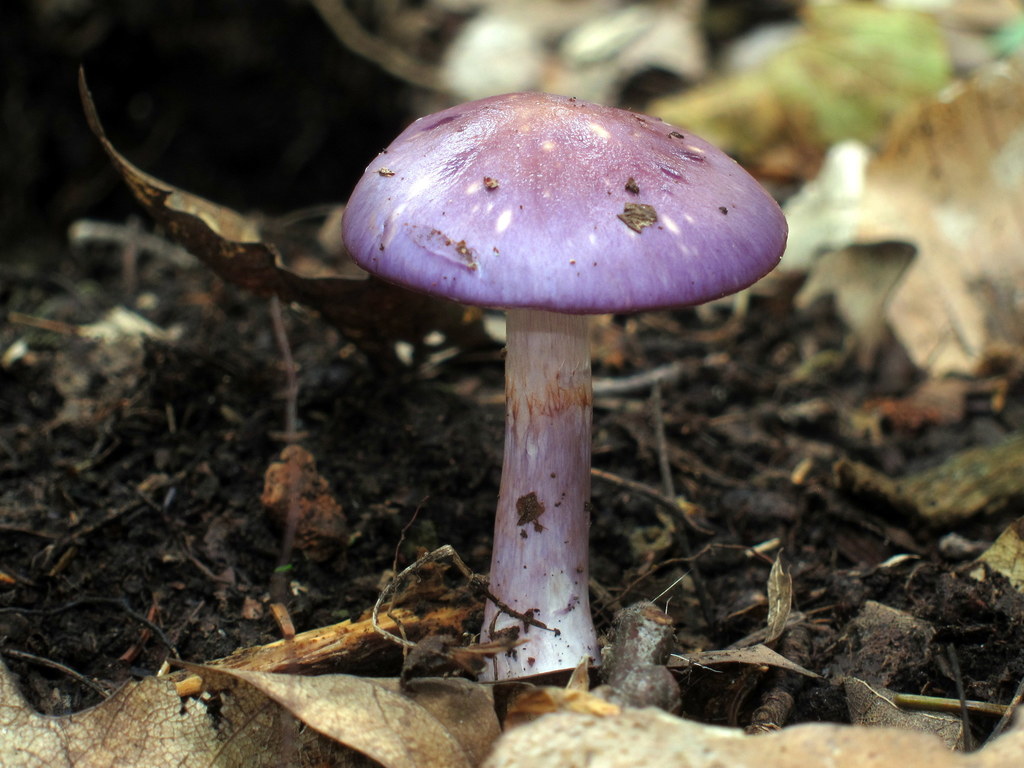 Viscid Violet Cort reference