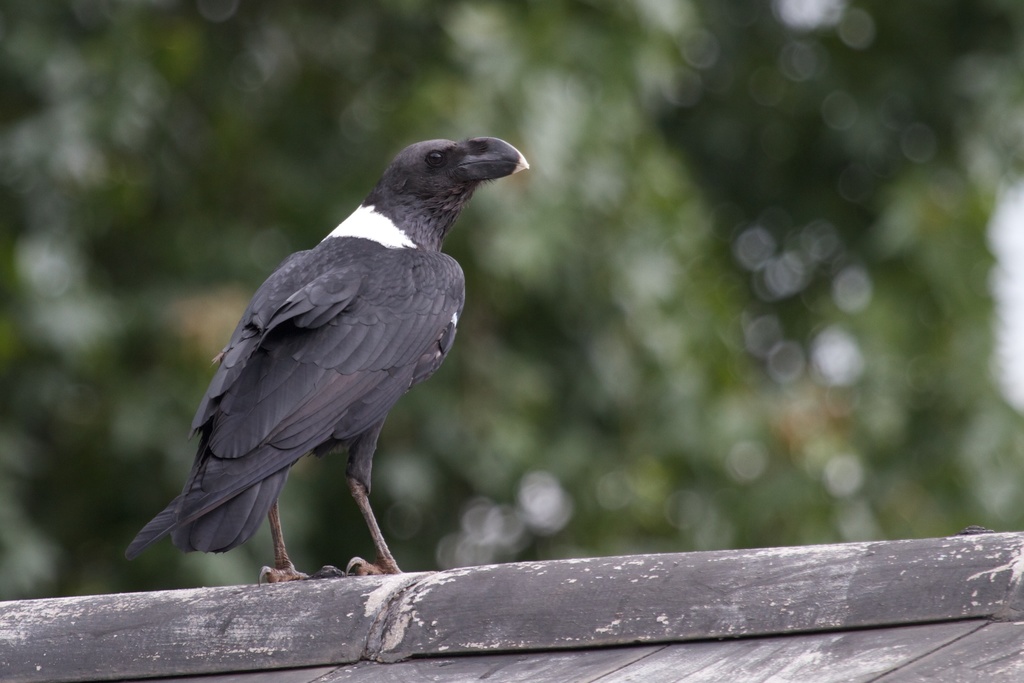 White-necked Raven reference