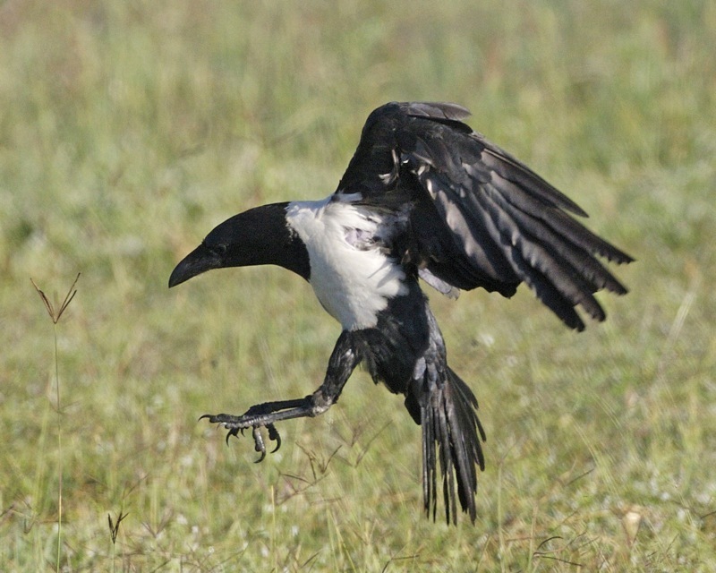 Pied Crow reference