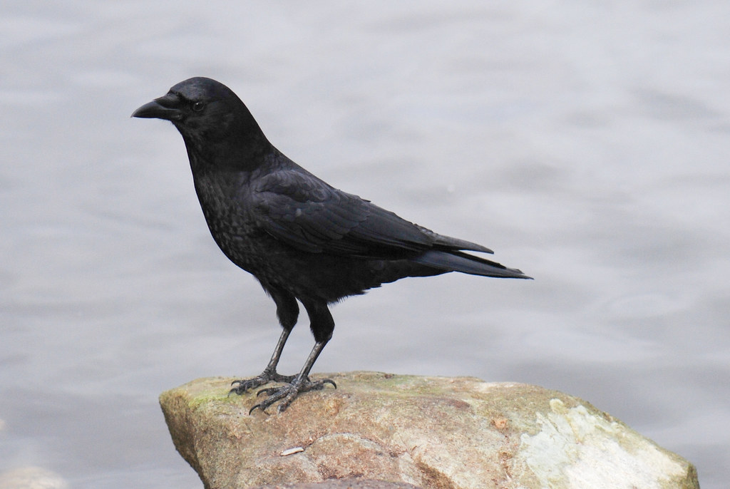 Northwestern Crow reference