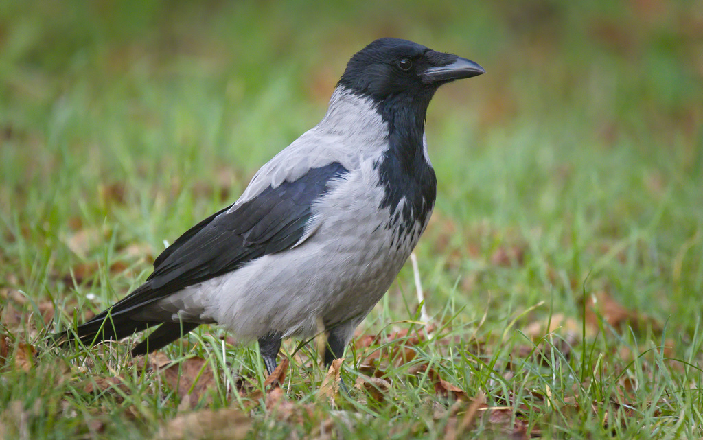 Hooded Crow reference
