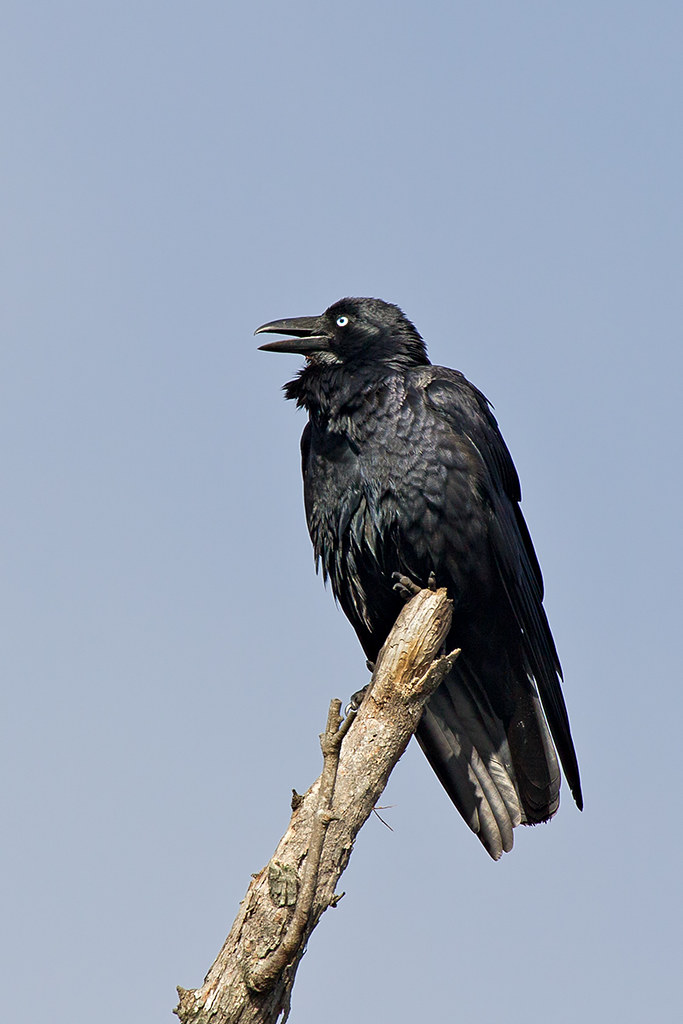 Australian Raven reference