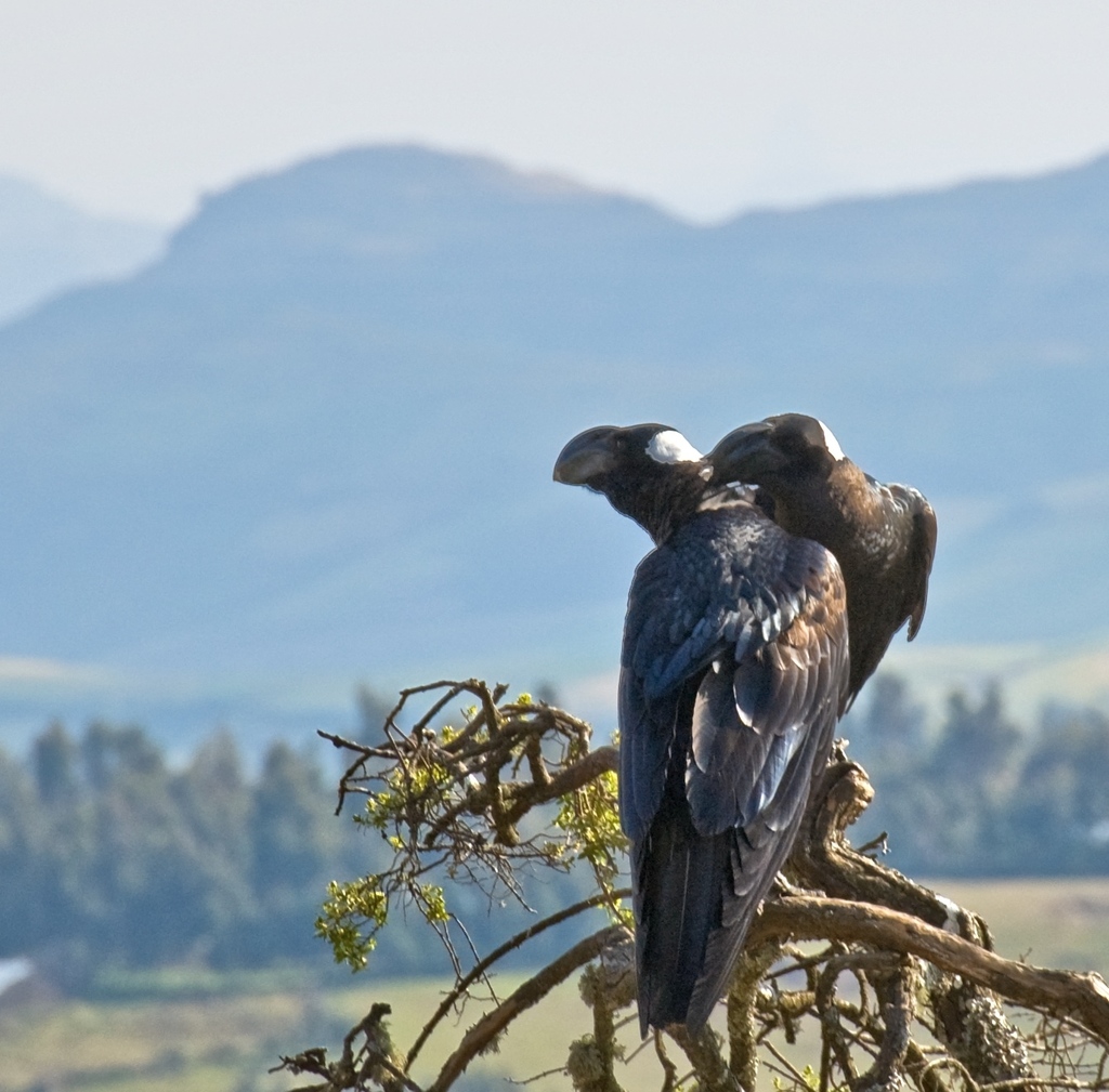 Thick-billed Raven reference