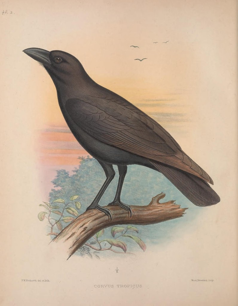 Hawaiian Crow reference