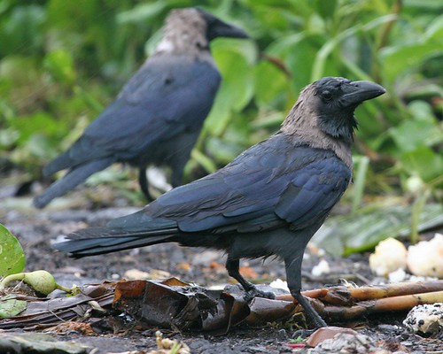 House Crow reference