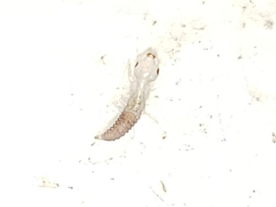 Eastern Dobsonfly reference