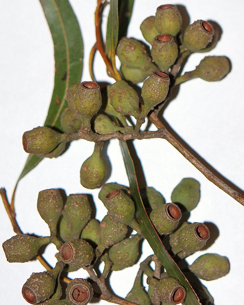 Lemon-scented gum reference