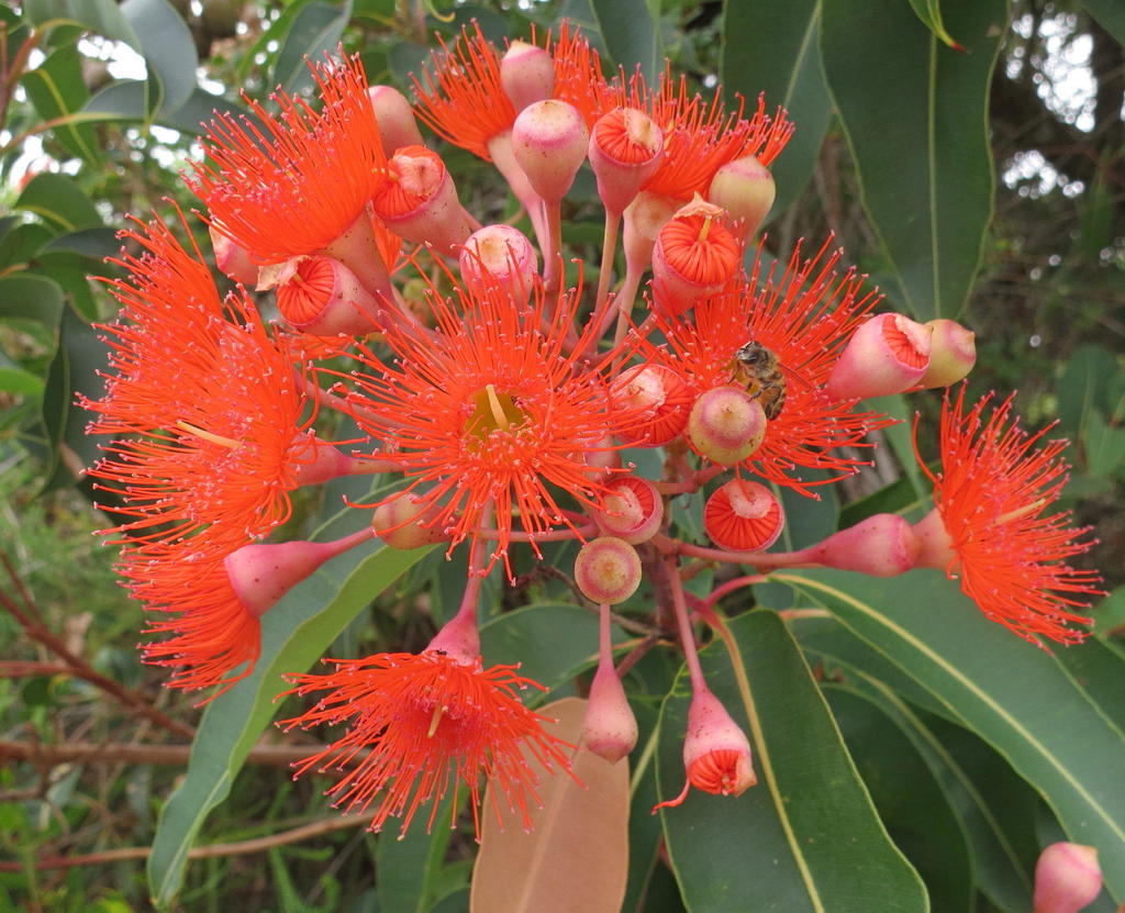 Red-flowering gum reference
