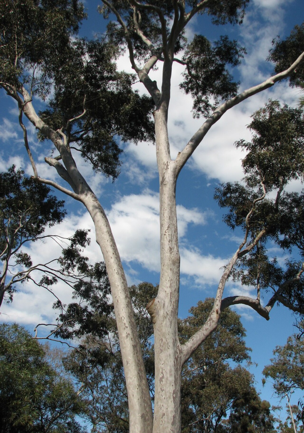 Spotted Gum reference