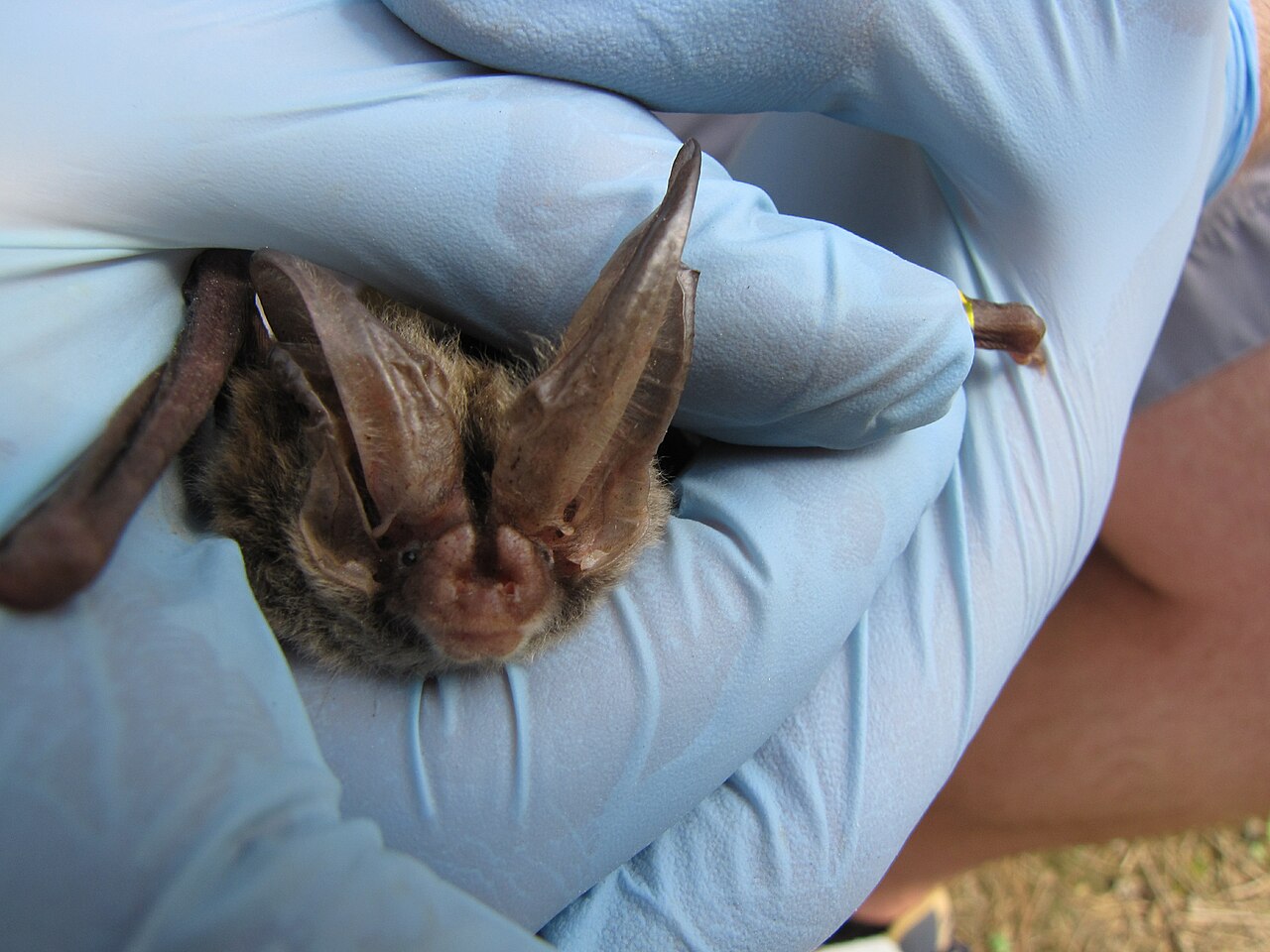 Rafinesque's Big-eared Bat reference