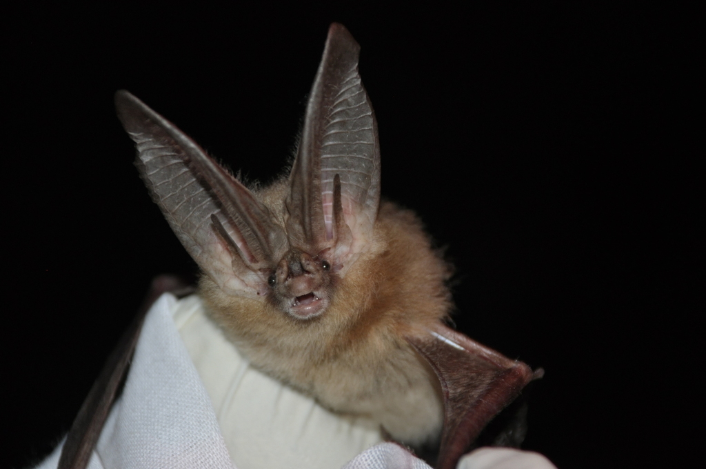 Townsend's Big-eared Bat reference