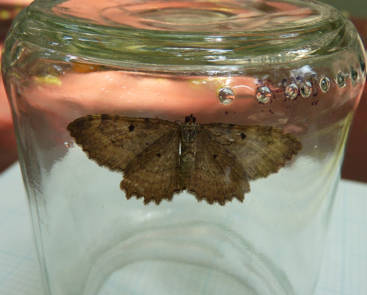 Coryphista meadii reference