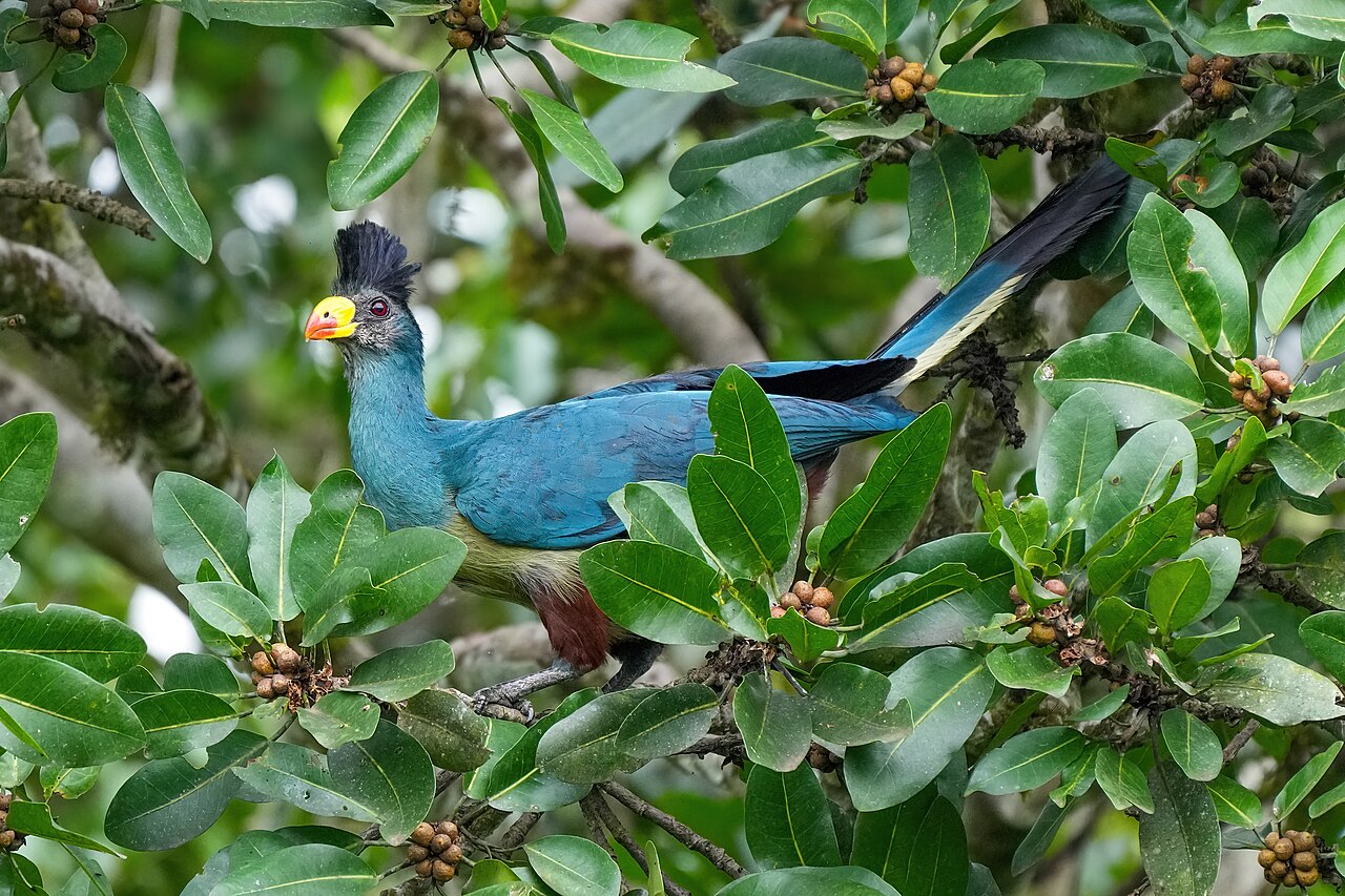 Great Blue Turaco reference