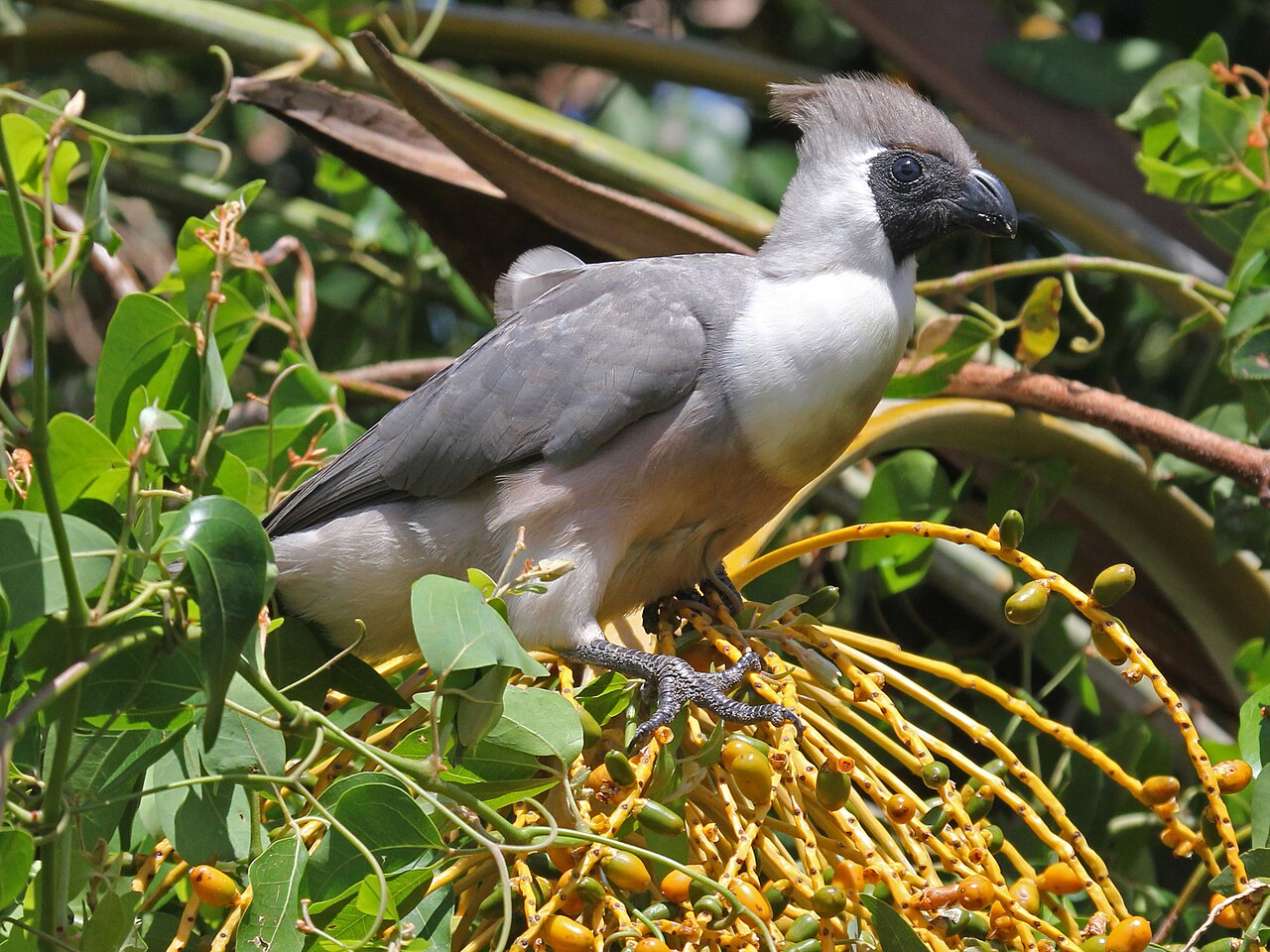 Corythaixoides personatus reference