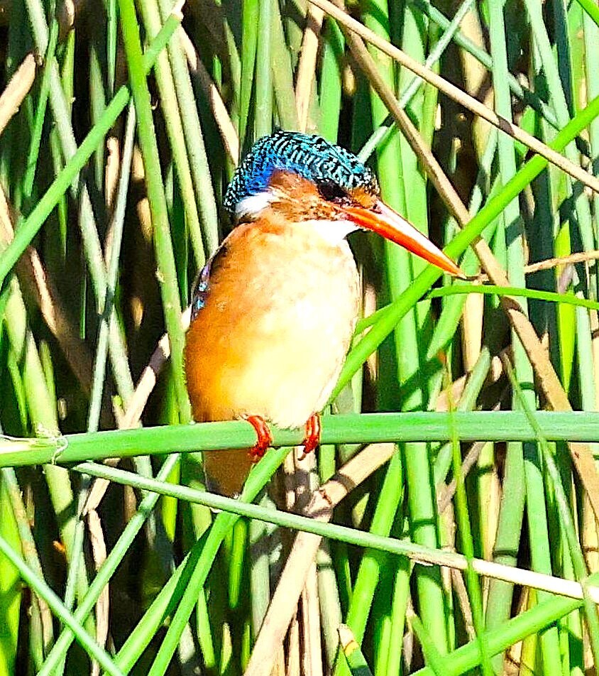 Malachite Kingfisher reference
