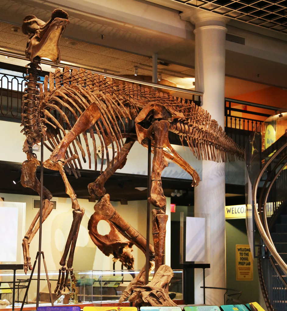 Corythosaurus casuarius reference
