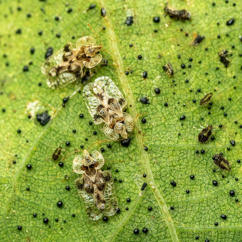 oak lace bug reference