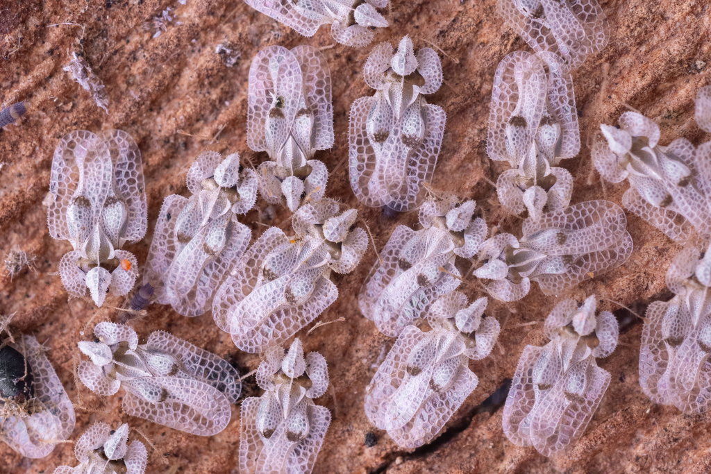 Eastern Sycamore Lace Bug reference