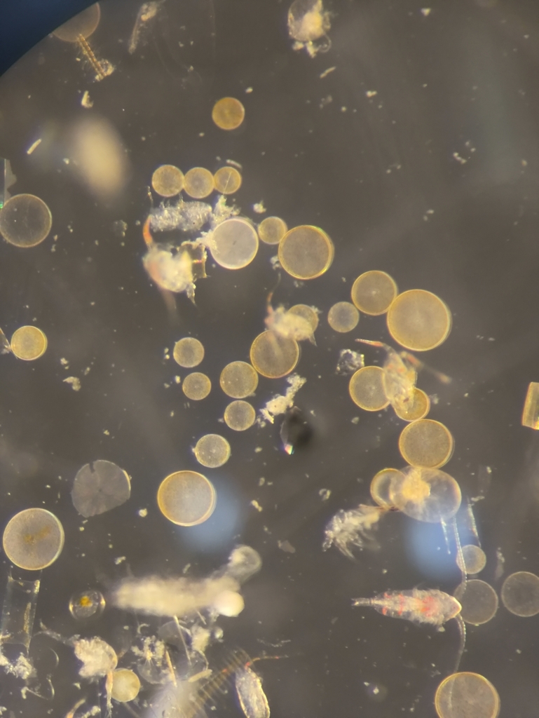 Coscinodiscus wailesii reference