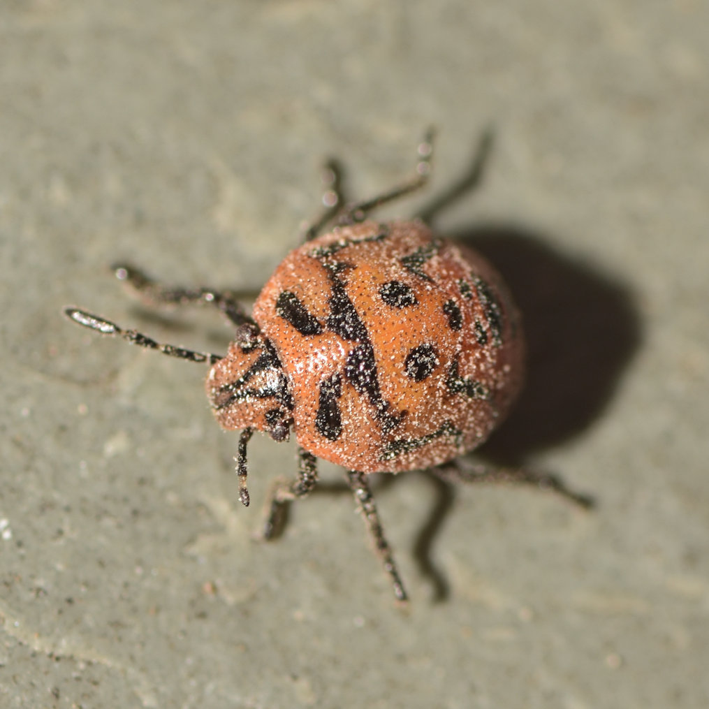 Twice-stabbed Stink Bug reference
