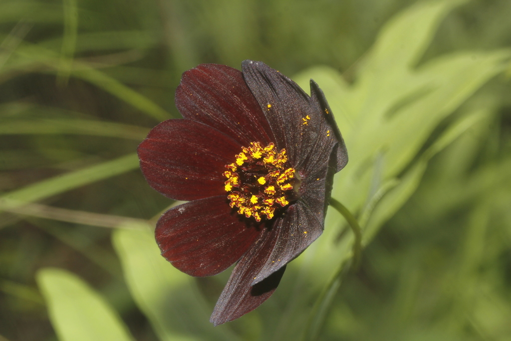 Chocolate Cosmos reference
