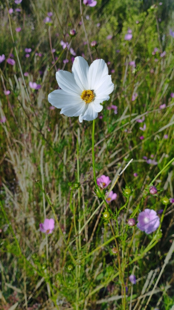 garden cosmos reference