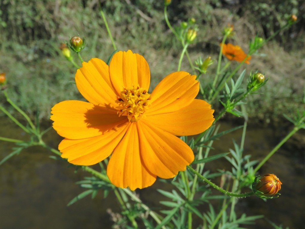 Yellow Cosmos reference