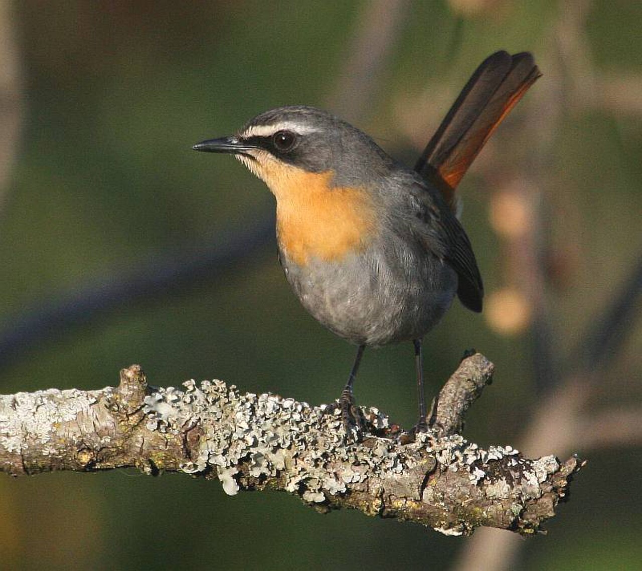 Cape Robin-Chat reference