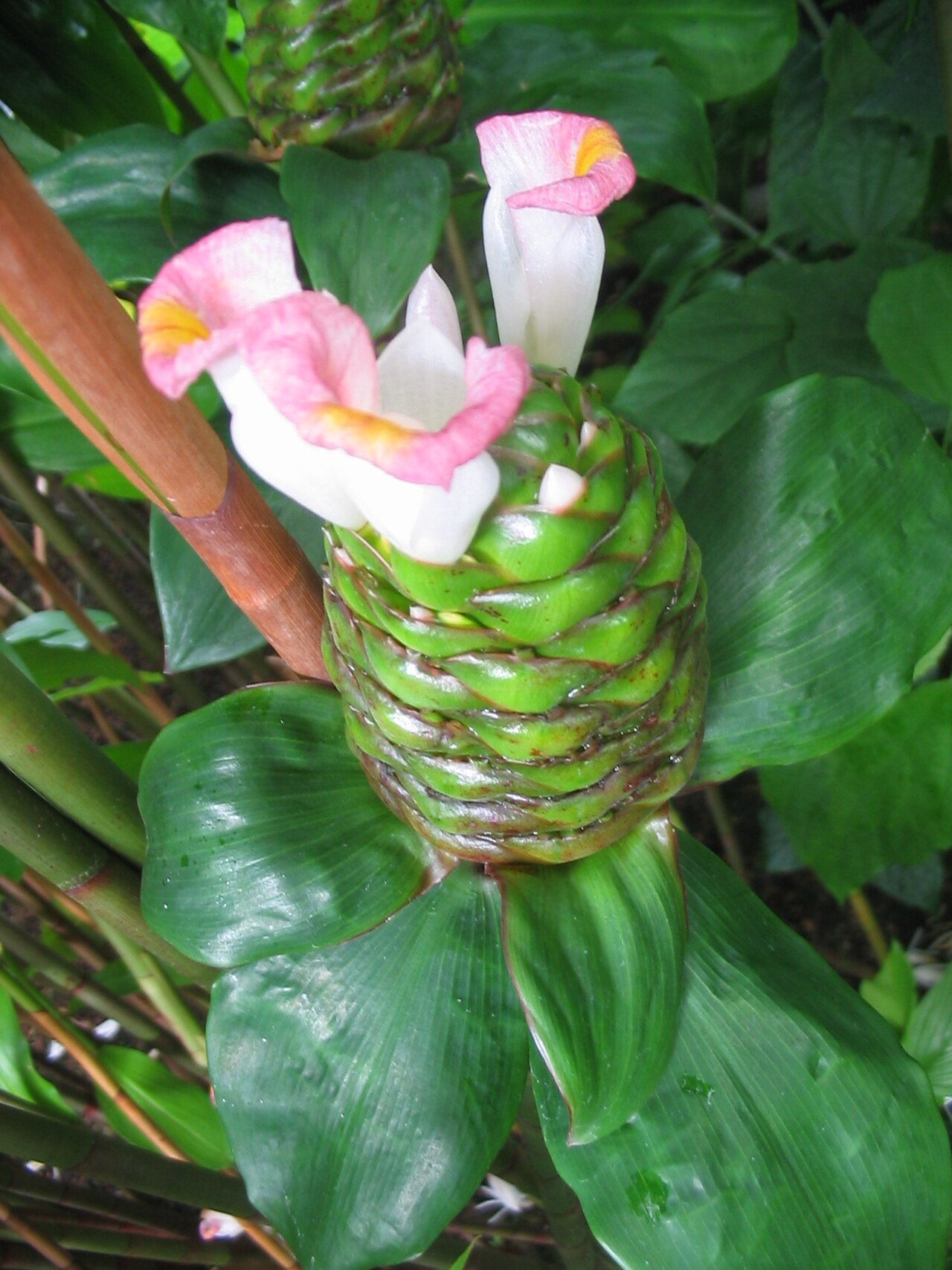 Costus afer reference