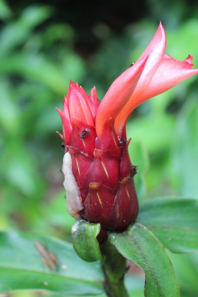 Indian Head Ginger reference