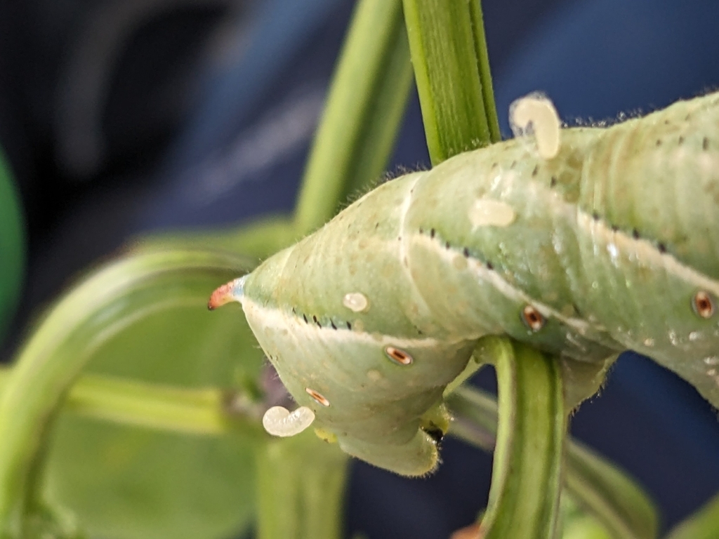Hornworm Parasitoid Wasp reference