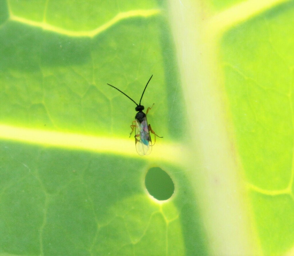 Cabbage White Parasitoid Wasp reference