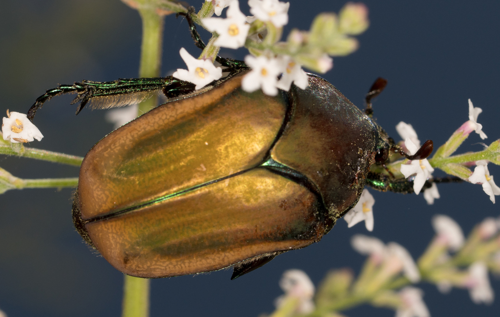 Figeater Beetle reference