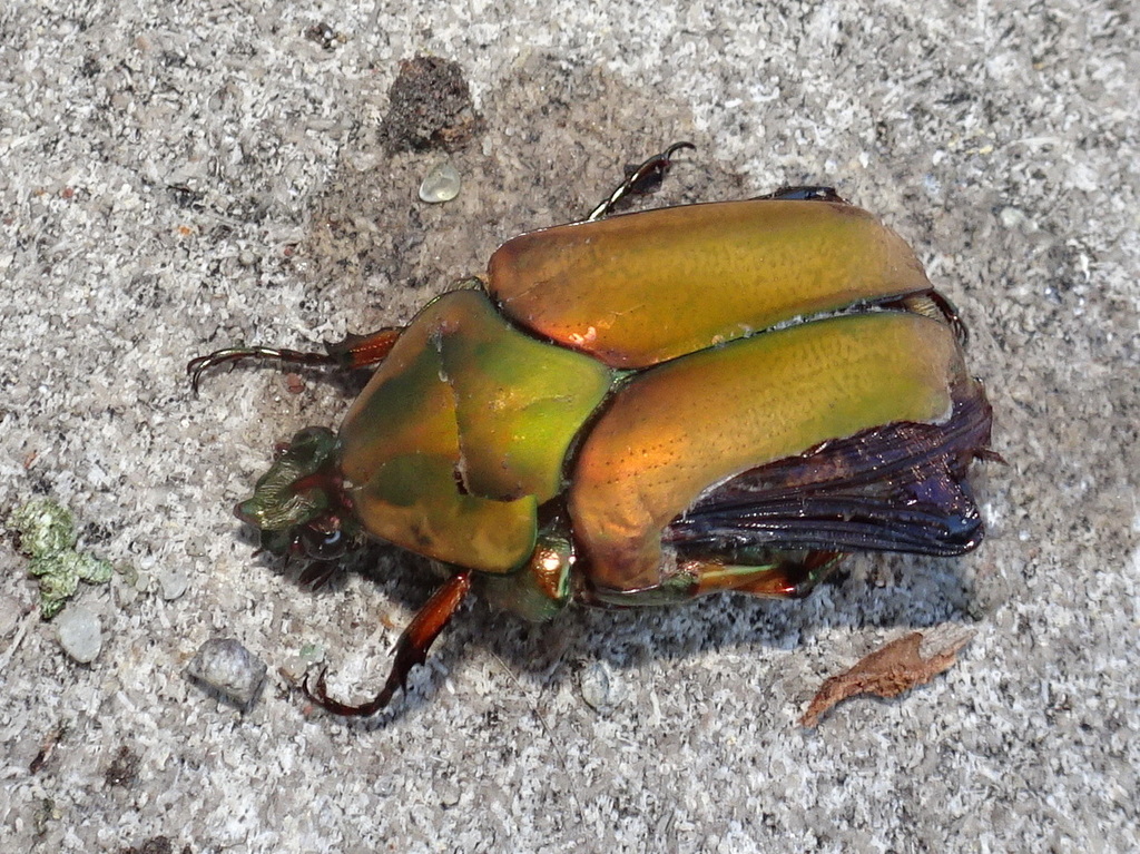 Common Green June Beetle reference