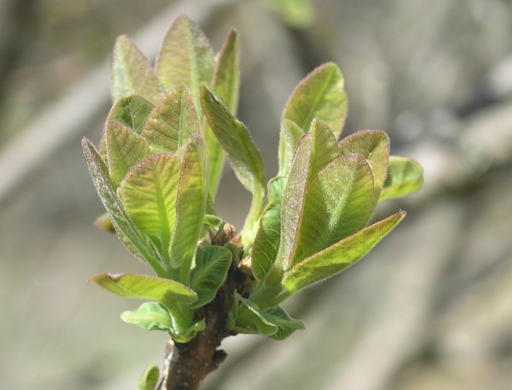 Smokebush reference