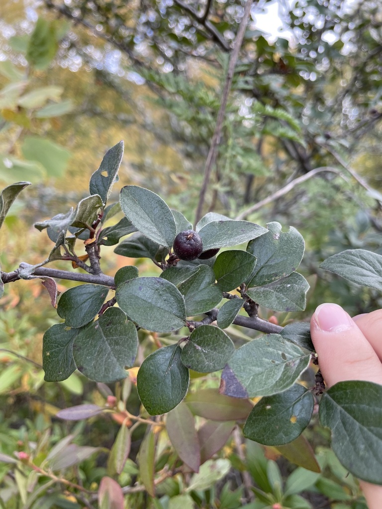Peking cotoneaster reference